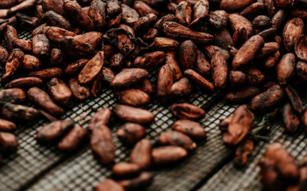 Organic Cocoa Beans (Premium)